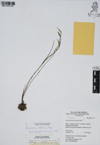 Sisyrinchium tolucense image